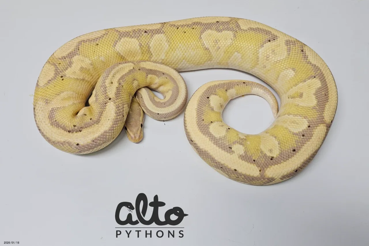 Coral Glow Enchi Fire Wookie het Clown - Royal Python, Photo 2 of 2