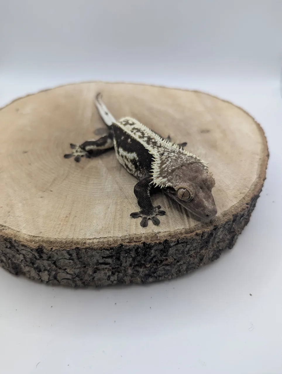 Black based Pinstripe - Crested Gecko