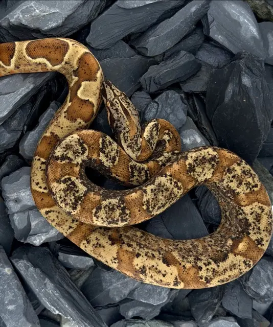 IMG Paraglow - Boa Constrictor