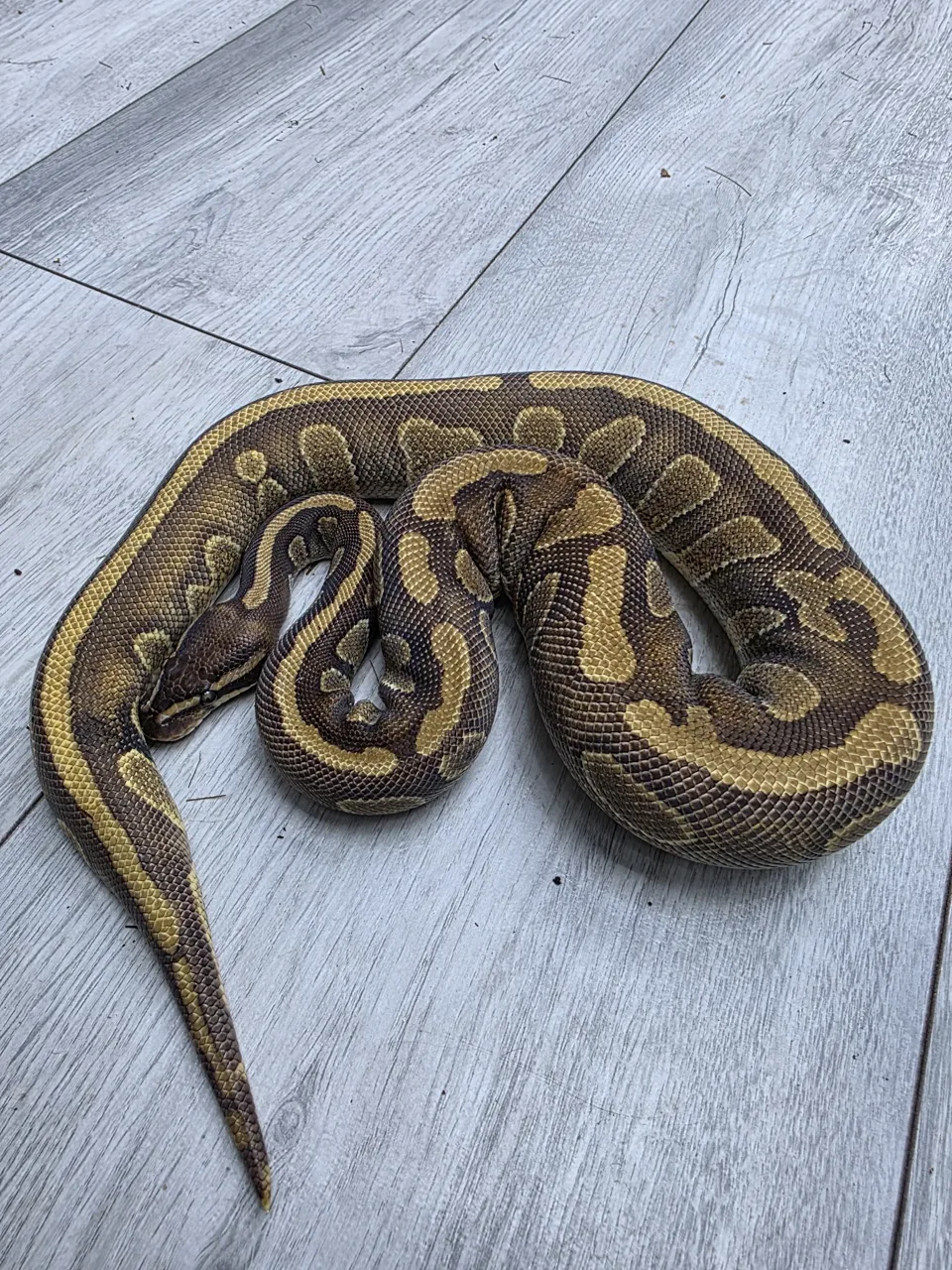 Stranger enchi ph clown - Royal Python