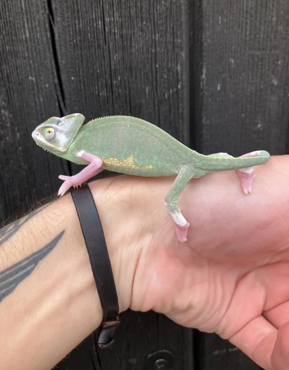 Pied males - Chameleon