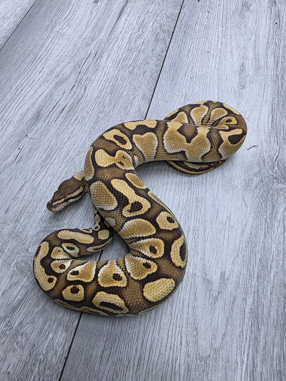 NR Mandarin lesser dh hypo clown - Royal Python