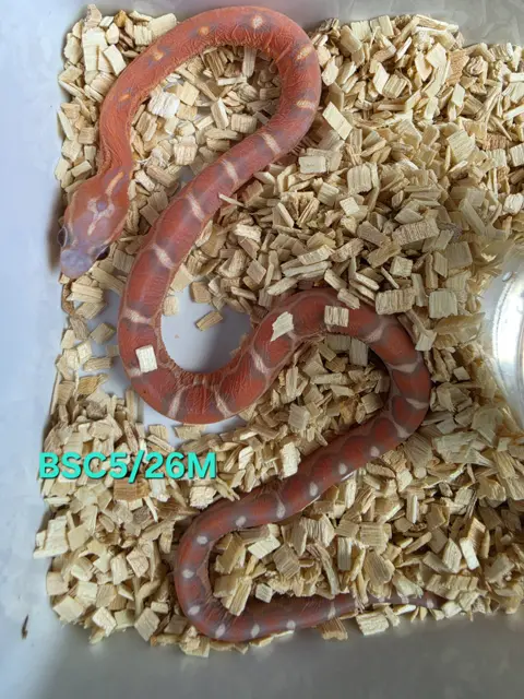 Scaleless hypo 66%het amel anery - Corn Snake