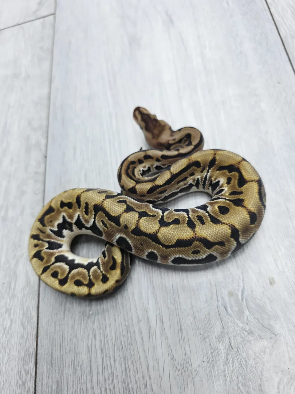 HGW puzzle - Royal Python