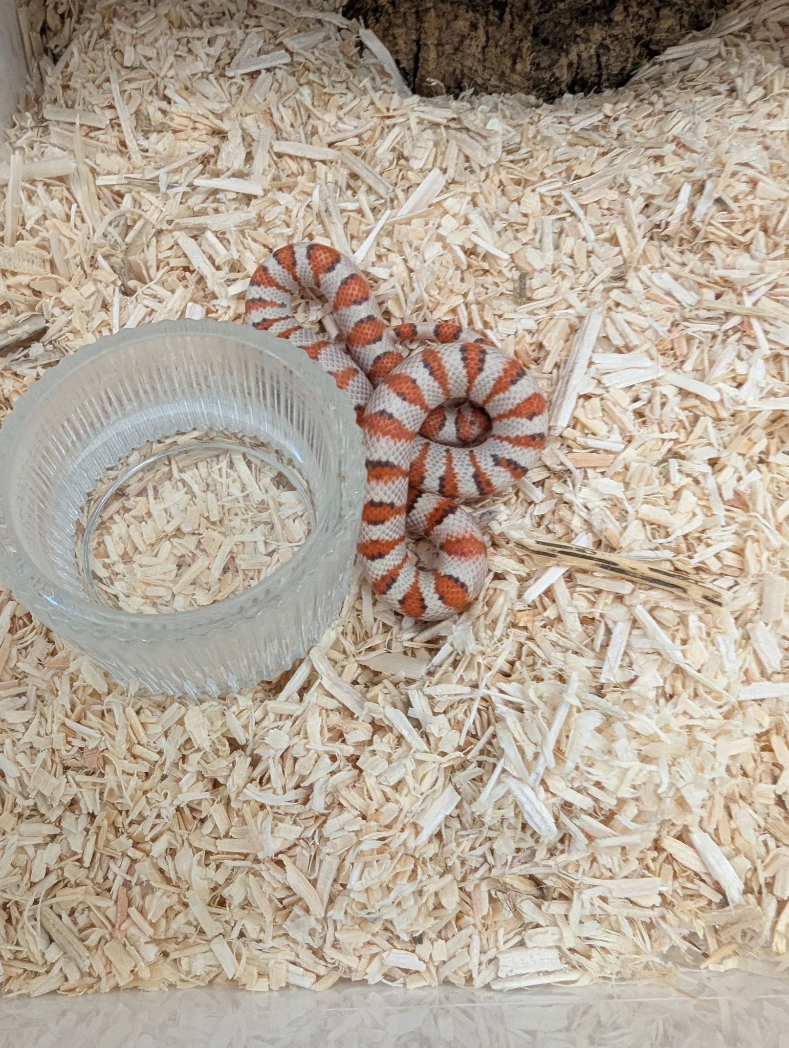 Hypo Durango mountain kingsnake - Kingsnake
