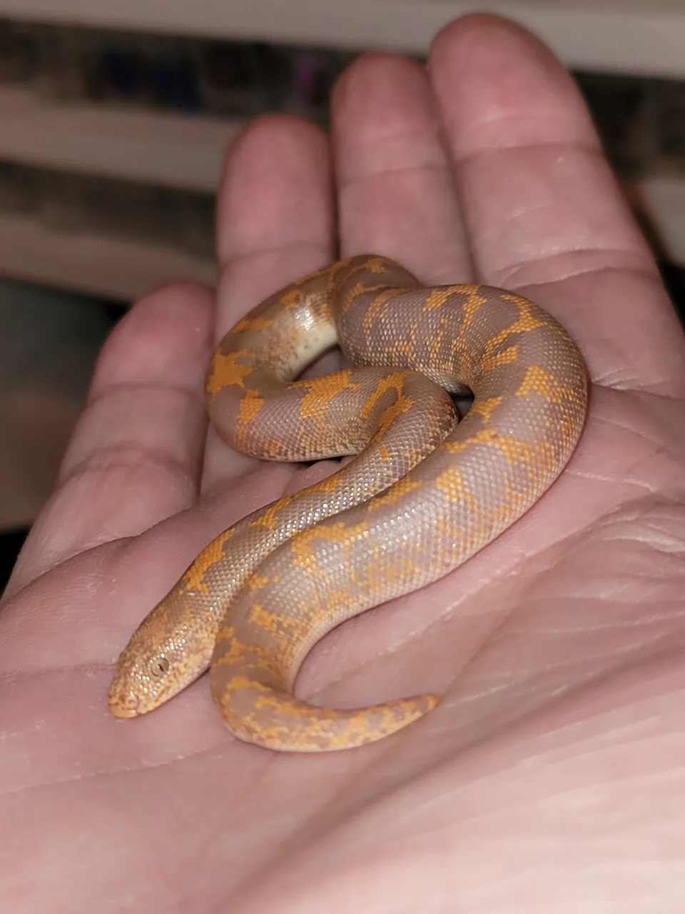 Cb26 albino het paint het anery pos het splash pos het gx - Sand Boa