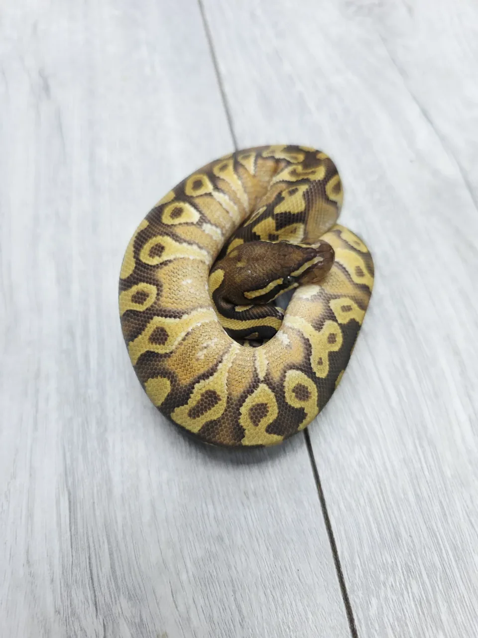 Mojave HI-OD Yellow Belly het monsoon - Royal Python