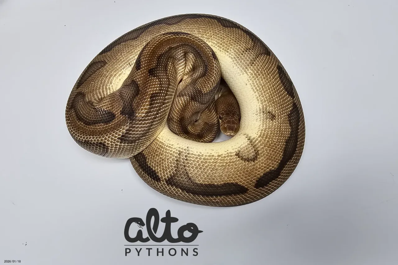 Genetic Stripe Clown - Royal Python