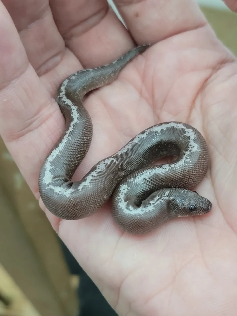 Cb26 anery stripe het albino - Sand Boa