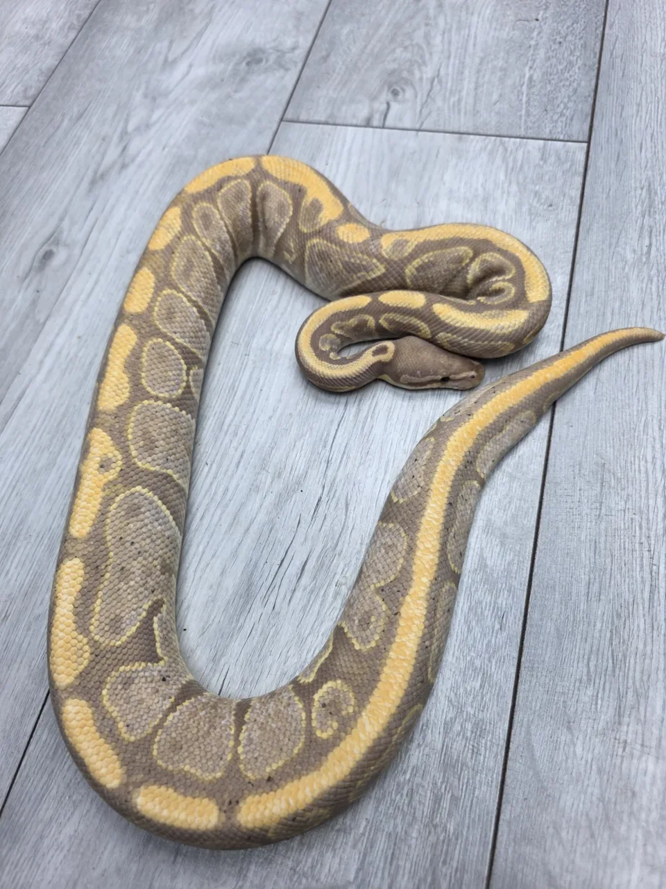 Super NR Mandarin banana hypo - Royal Python, Photo 2 of 2
