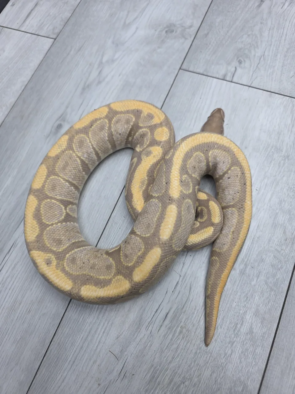 Super NR Mandarin banana hypo - Royal Python, Photo 1 of 2