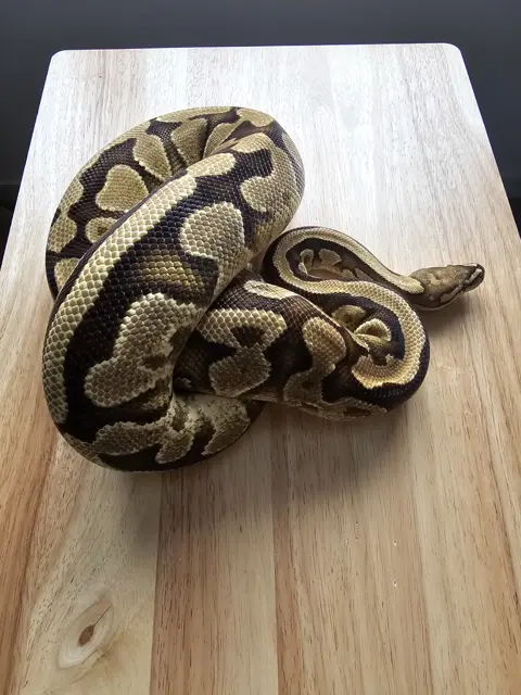 PB - Fire Yb het Puzzle 50% ph Clown - Royal Python