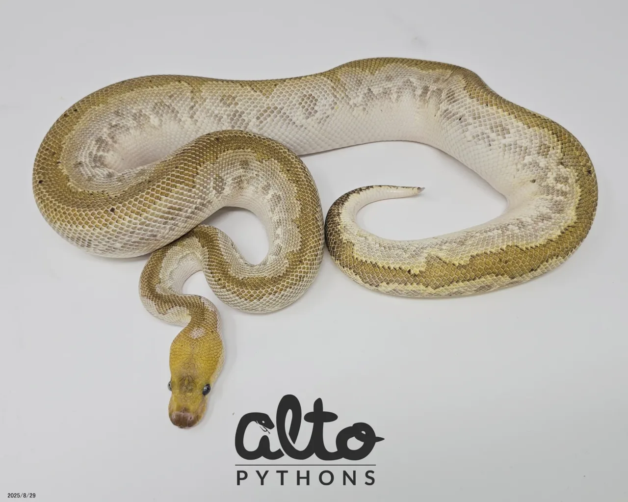Bamboo BP Leopard (prob OD) Clown - Royal Python