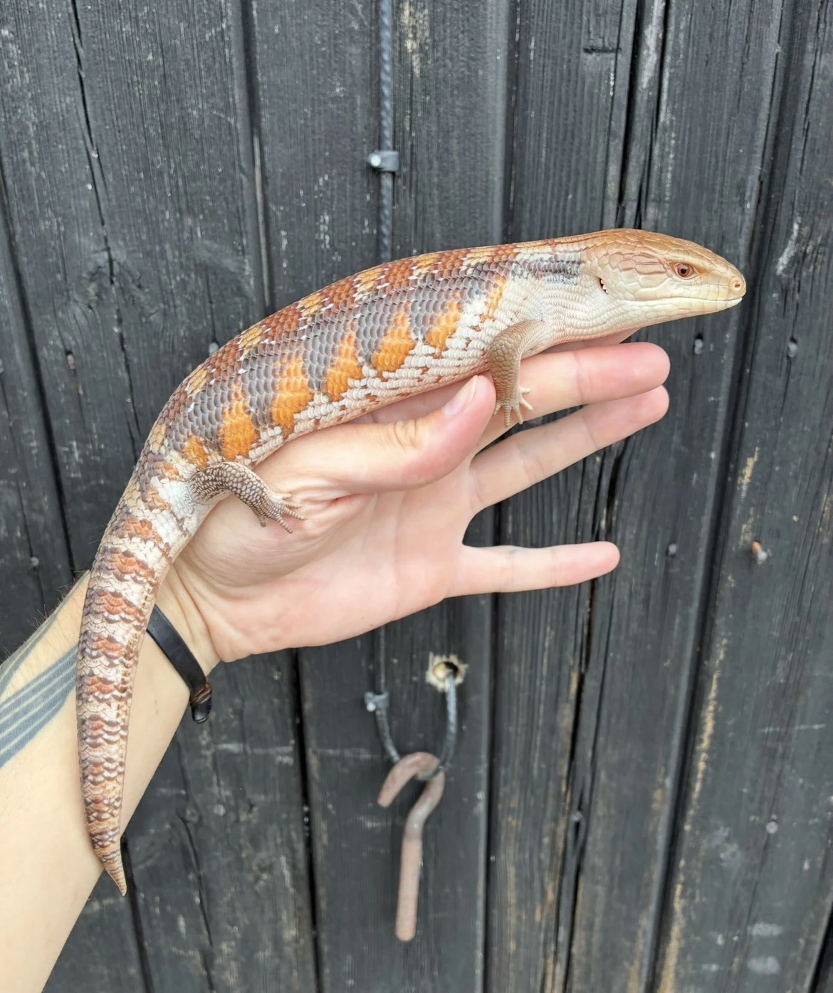 Northern Blue Tongue Skink - Skink