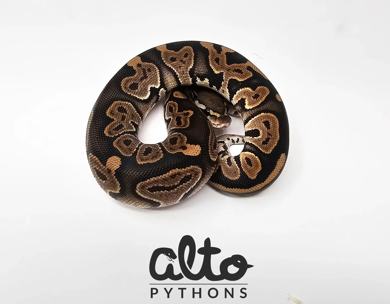Leopard Cinnamon triple het Clown Hypo Rainbow (free male) - Royal Python