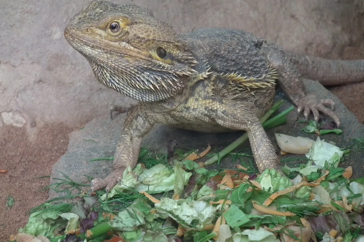 A bearded dragon eating chopped green leaves and grated orange squash from a shallow dish.