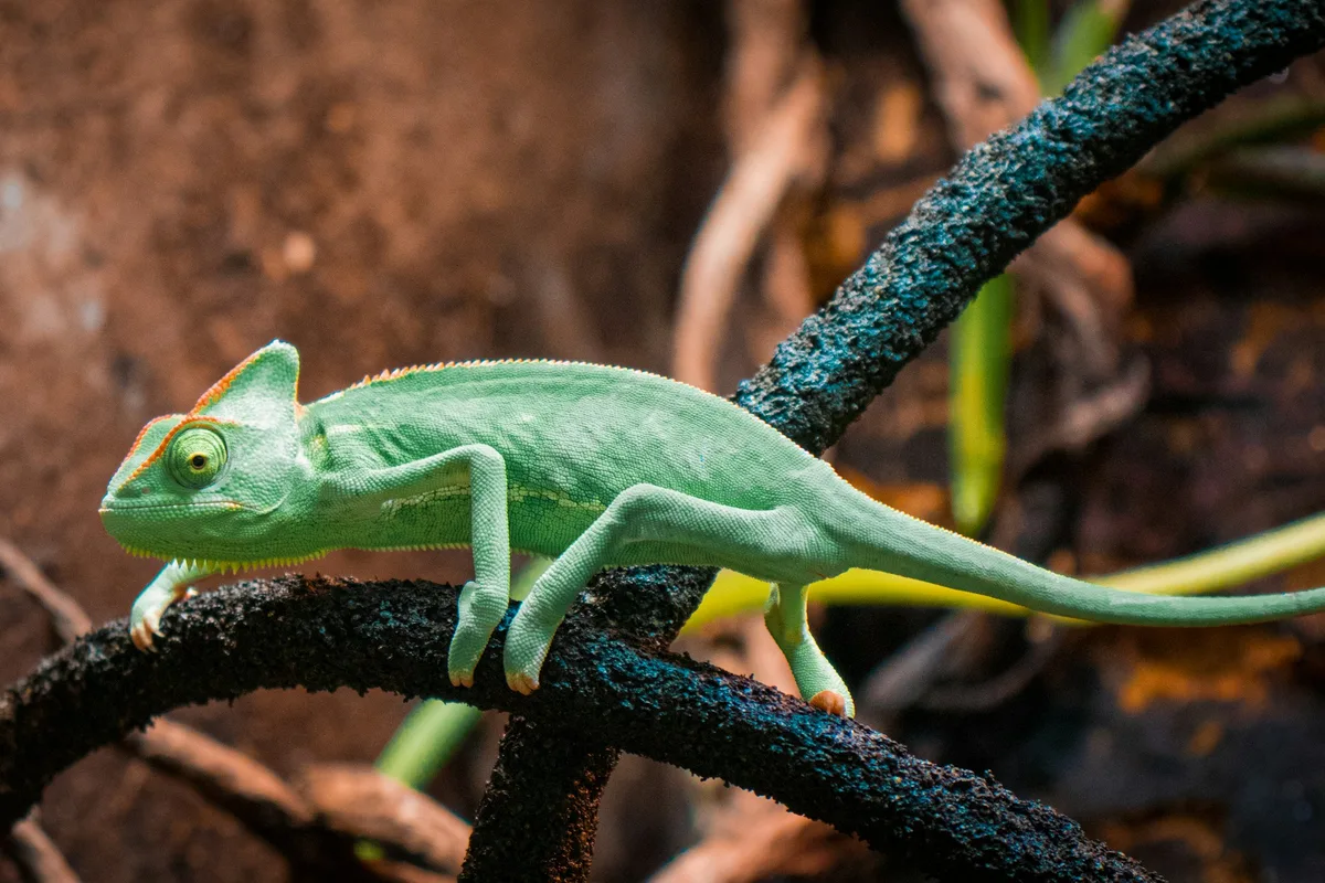 A bright green veiled chameleon gripping a branch, one eye turned towards the camera.