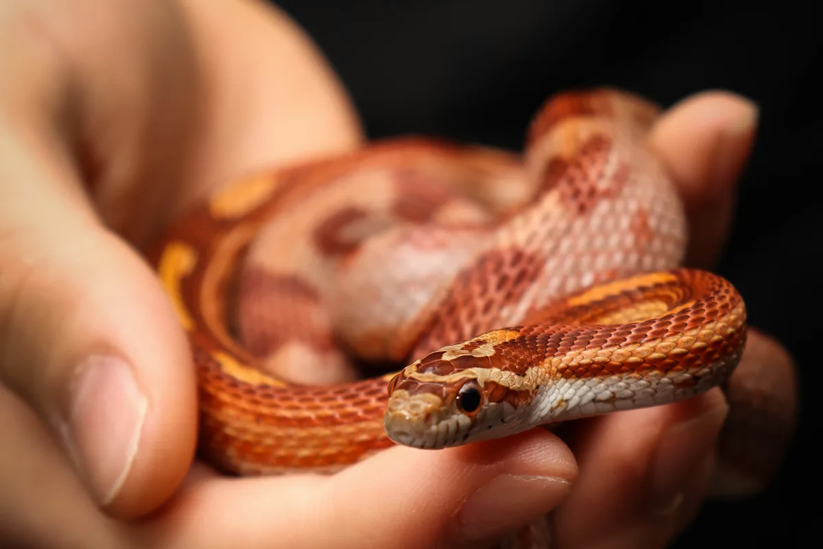 A corn snake moving forward across two open hands, its body supported along its length.