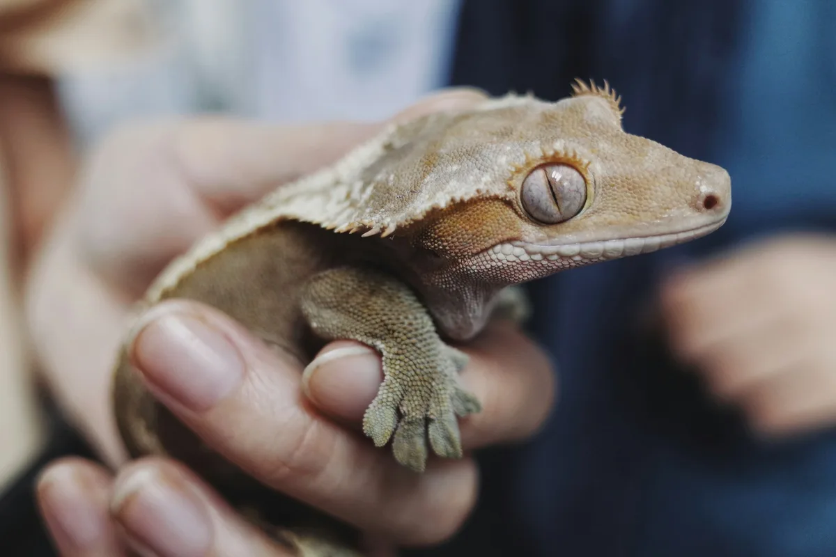 A crested gecko stepping from one open hand to another, its tail hanging free.