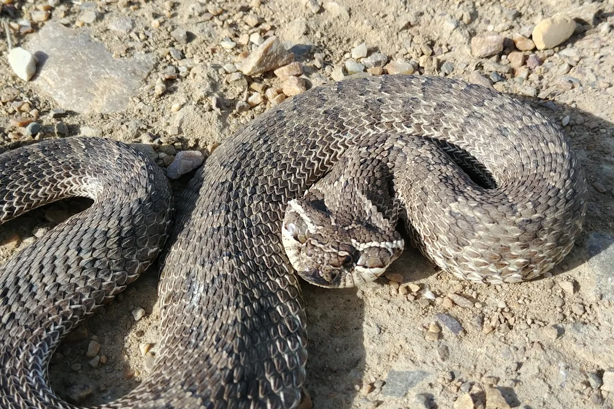 A western hognose snake with its neck flattened wide and its head raised in a defensive display.