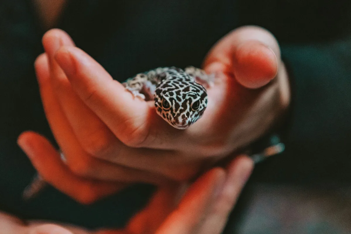 A leopard gecko standing on an open hand with its plump tail resting free behind it.