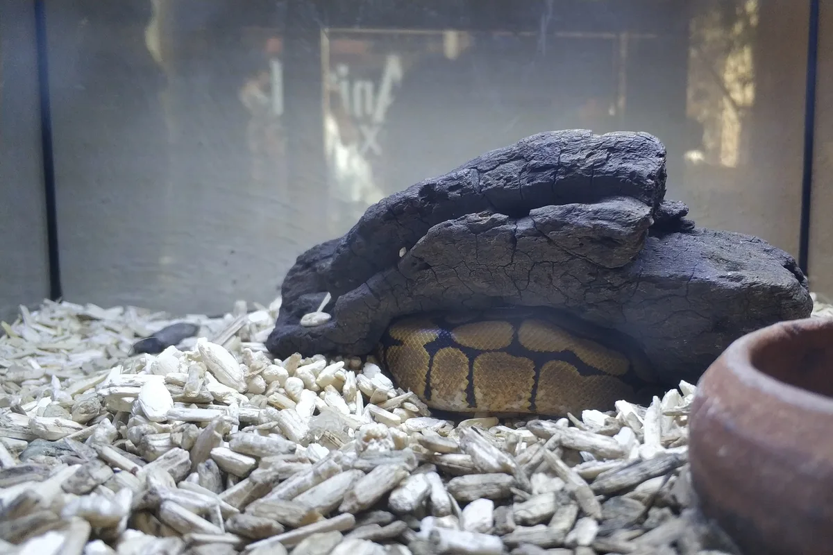 A royal python coiled tightly inside a small hide, its body touching the walls and roof on all sides.