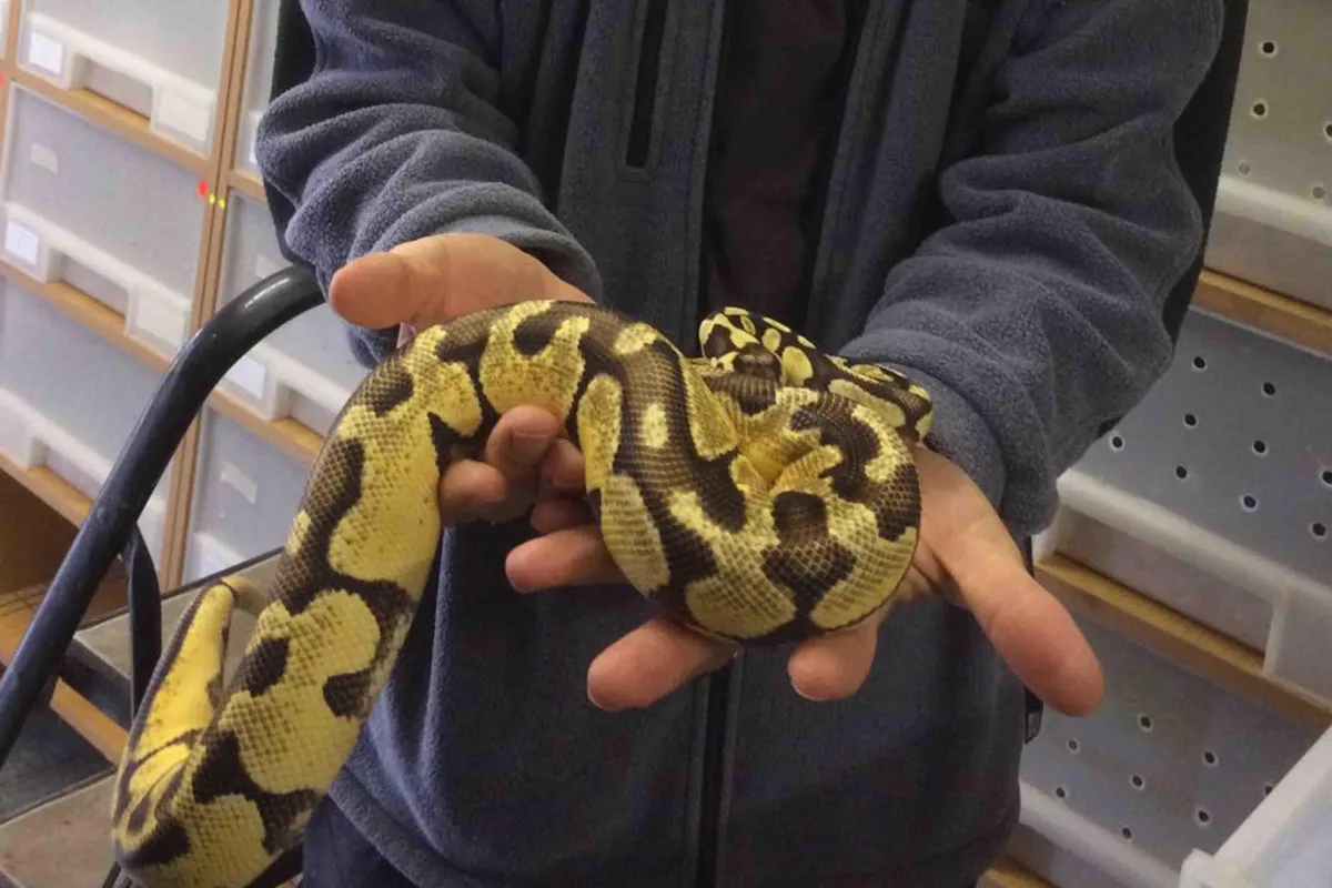 An adult royal python resting across two open hands, its weight supported along the body and its head free to move.