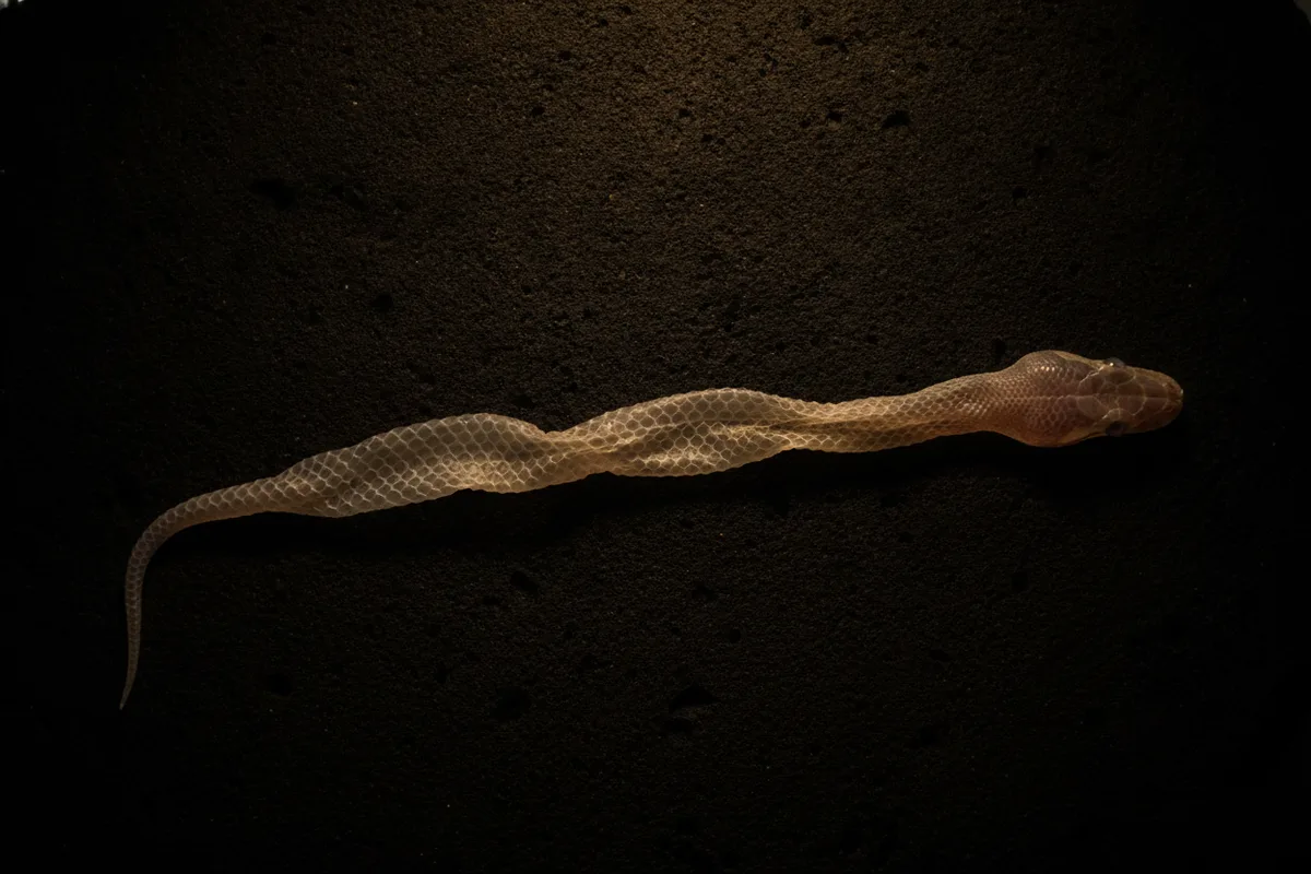 A complete royal python shed skin laid out flat in one piece, with both transparent eye caps visible at the head end.