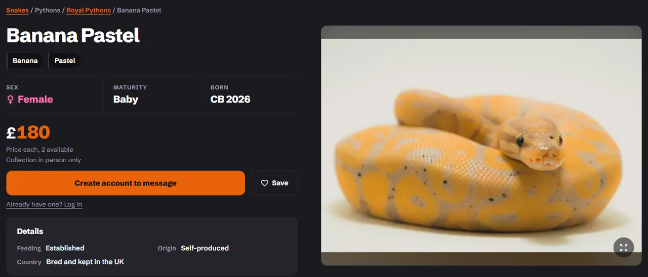 An advert: the morphs, sex, maturity and hatch year, the price, the message and Save buttons, and the seller's store